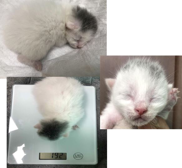 유기동물 - 한국 고양이